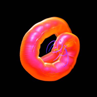 3D görüntüleme - Nematode solucanı