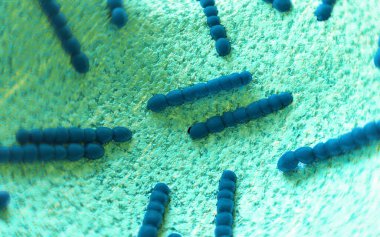 Streptococcus pneumoniae, bakteri sanat