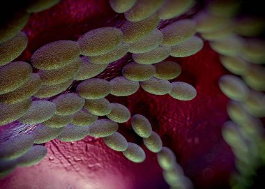 3D görüntüleme - asetobacter bakteri