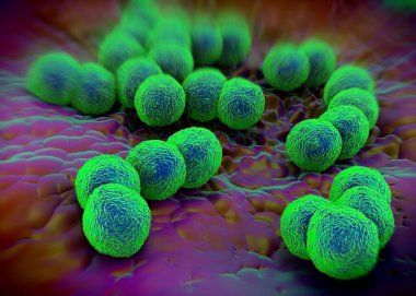 3D görüntüleme - Neisseria gonorrhoeae bakterisi