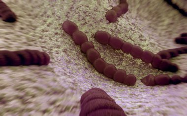 Streptococcus pneumoniae, bakteri sanat