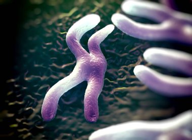 Kromozomlar genetik materyal DNA 'sının bir paketlenmiş halidir.