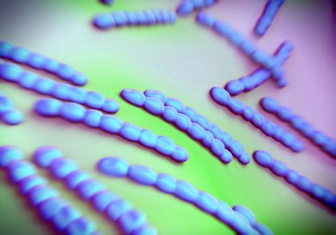 Streptococcus pneumoniae, bakteri sanat