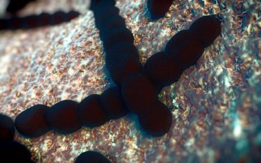 Streptococcus pneumoniae, Gram-pozitif koküs şekilli patojenik bakteridir ve zatürreye ek olarak pnömokok enfeksiyonlarına neden olur. .