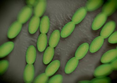 3D görüntüleme - asetobacter bakteri