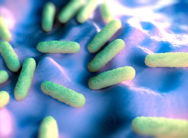Salmonella typhimurium bakterisine yakın çekim