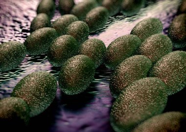 3D görüntüleme - asetobacter bakteri