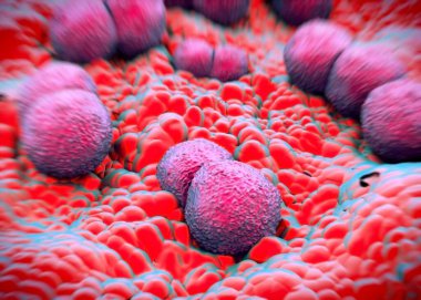 3D görüntüleme - Neisseria gonorrhoeae bakterisi