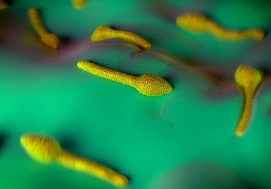Clostridium tetani bakterisi, tetanoza neden olan Gram-pozitif, spor oluşturan, çubuk benzeri bakteri türüdür. Küresel endospori her bakterinin üst ucunda bir şişkinlik olarak görünür.