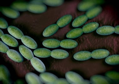 3D görüntüleme - asetobacter bakteri