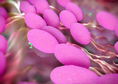 3D görüntüleme - asetobacter bakteri