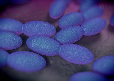 3D görüntüleme - asetobacter bakteri