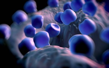 Aconite anter ve polen - 3D görüntüleme