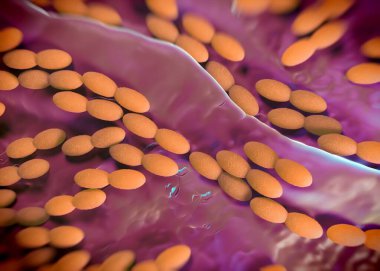 3D görüntüleme - asetobacter bakteri