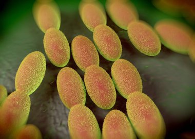 3D görüntüleme - asetobacter bakteri