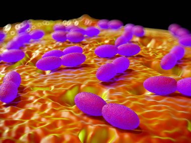 3D görüntüleme - asetobacter bakteri