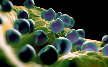 Aconite anter ve polen - 3D görüntüleme