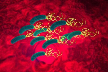 Helicobacter pylori bakterisine yakın çekim 