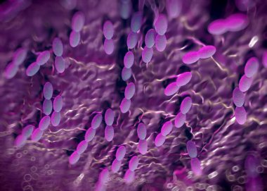 3D görüntüleme - asetobacter bakteri