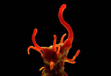 Amoeba protozoanı. Bu, bakteri ve daha küçük protozoalarla beslenen tek hücreli tatlı bir organizma..