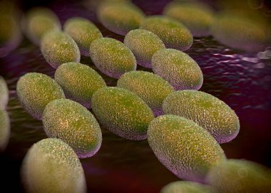 3D görüntüleme - asetobacter bakteri