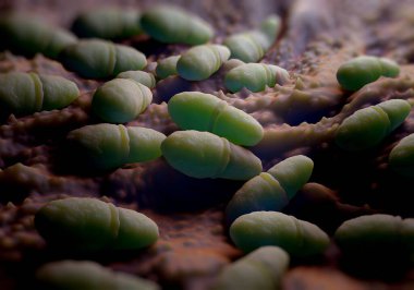 Sporcu ayak mantarı. Bu mantar, atlet ayağı olarak bilinen hastalığa neden olabilir.