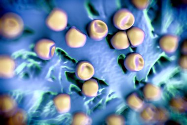 Aconite anter ve polen, bir akonit (Aconitum) çiçeğinden gelen polen tanecikleri. 