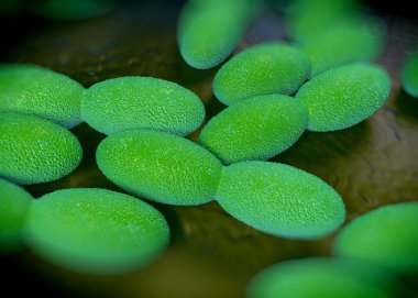 3D görüntüleme - asetobacter bakteri