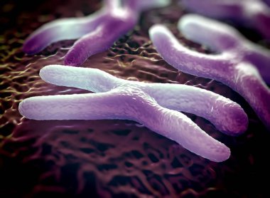 Kromozomlar genetik materyal DNA 'sının bir paketlenmiş halidir.
