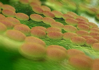 3D görüntüleme - asetobacter bakteri 