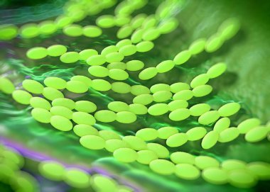 3D görüntüleme - asetobacter bakteri