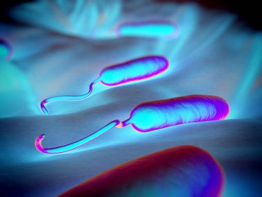 Bu Gram-negatif çubuk şekilli bakterilerin tek bir kutup kırbacı vardır. Bunlar koleraya neden olur. İnce bağırsak enfeksiyonudur.