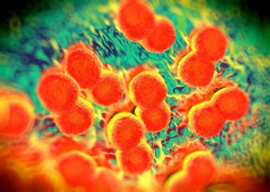 3D görüntüleme - Neisseria gonorrhoeae bakterisi