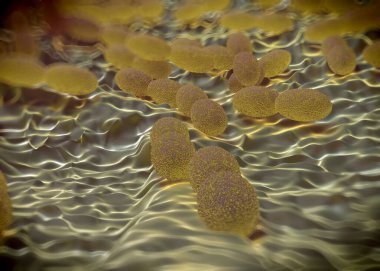 3D görüntüleme - asetobacter bakteri