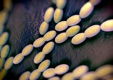 3D görüntüleme - asetobacter bakteri