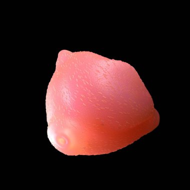 3D işleme - gümüş huş ağacı poleni 