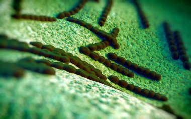 Streptococcus pneumoniae, Gram-pozitif koküs şekilli patojenik bakteridir ve zatürreye ek olarak pnömokok enfeksiyonlarına neden olur. .