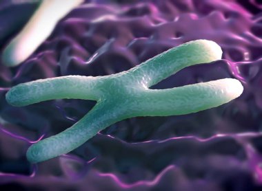 Kromozomlar genetik materyal DNA 'sının bir paketlenmiş halidir.