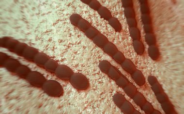 Streptococcus pneumoniae, bakteri sanat