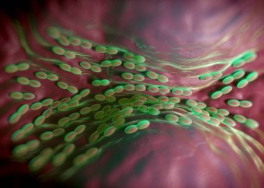 3D görüntüleme - asetobacter bakteri