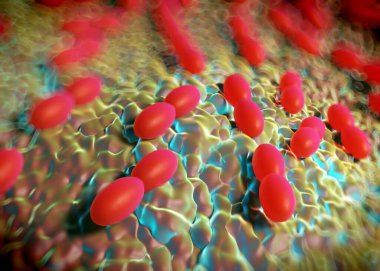 3D görüntüleme - asetobacter bakteri