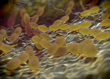3D görüntüleme - asetobacter bakteri