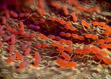 3D görüntüleme - asetobacter bakteri