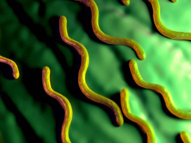 Borrelia Burgdorferi Bakterisinin 3d illüstrasyonu