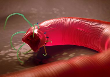 3D görüntüleme - Nematode solucanı