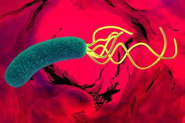 closeup of Helicobacter pylori bacterium  clipart