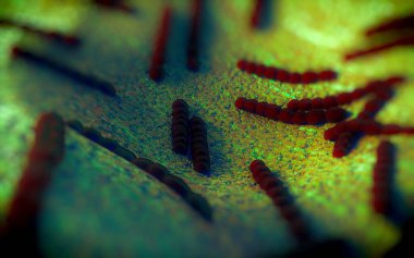 Streptococcus pneumoniae, Gram-pozitif koküs şekilli patojenik bakteridir ve zatürreye ek olarak pnömokok enfeksiyonlarına neden olur. .