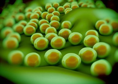 süperböcek veya Staphylococcus aureus (MRSA) bakterisi