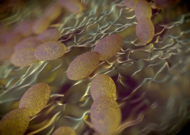 3D görüntüleme - asetobacter bakteri