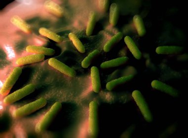 Bakteri hücrelerinin gösterimi